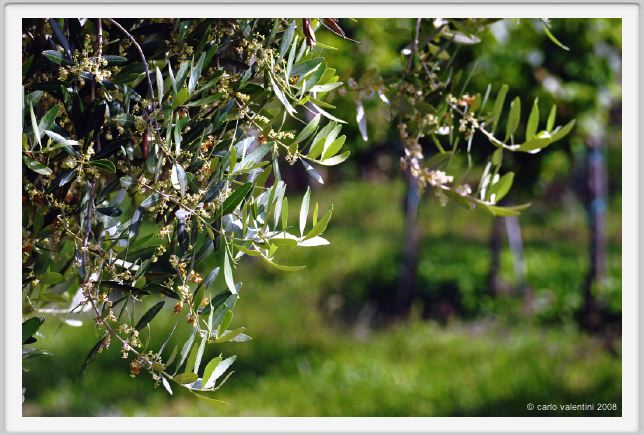 tenuta_di_arceno149