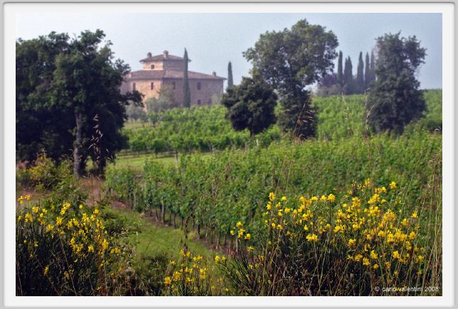 tenuta_di_arceno150