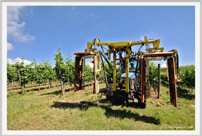 tenuta_di_arceno151
