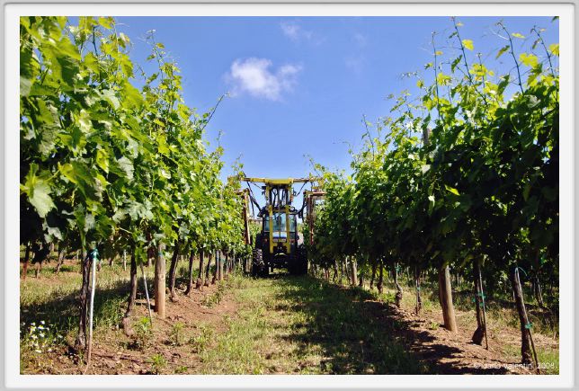 tenuta_di_arceno152