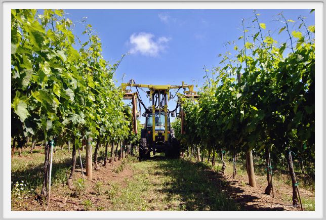 tenuta_di_arceno153
