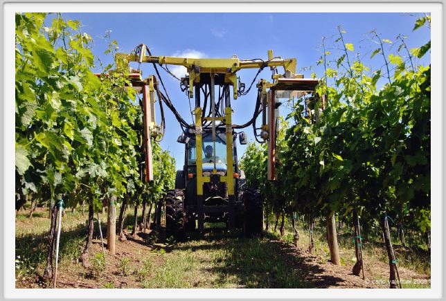 tenuta_di_arceno154
