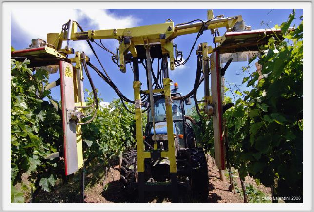 tenuta_di_arceno156