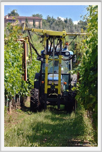 tenuta_di_arceno159