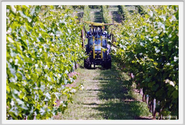 tenuta_di_arceno160