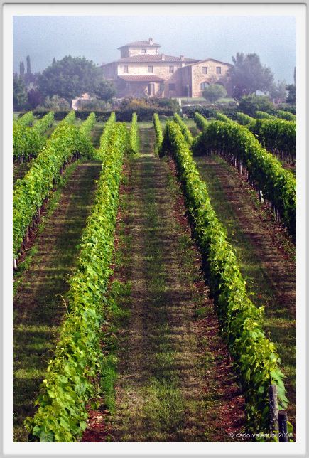 tenuta_di_arceno161