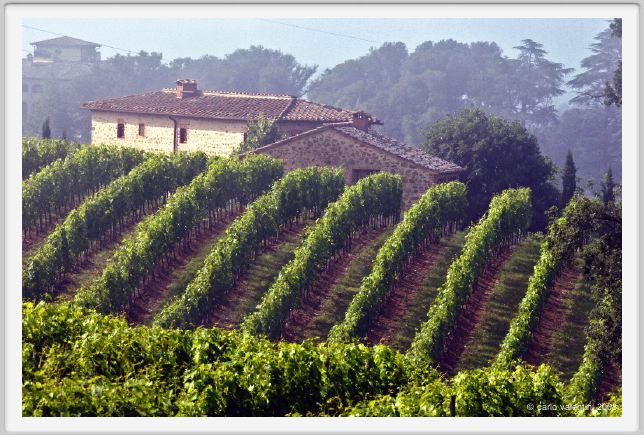 tenuta_di_arceno163