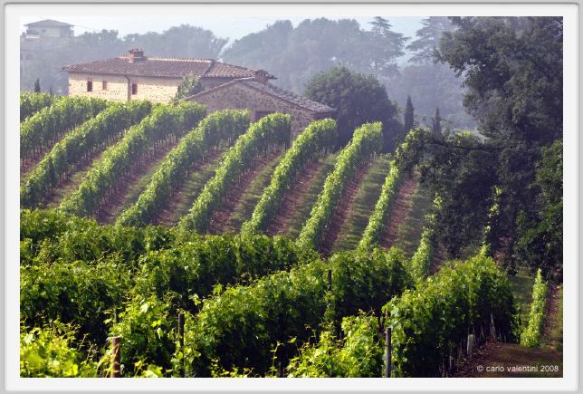 tenuta_di_arceno164