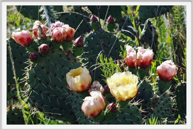 tenuta_di_arceno166