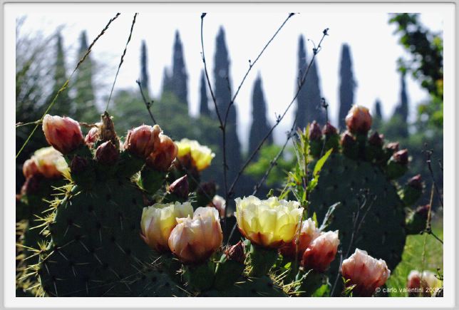 tenuta_di_arceno167