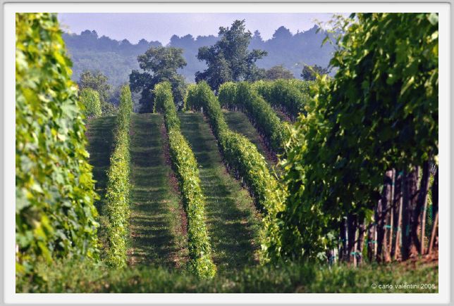 tenuta_di_arceno181