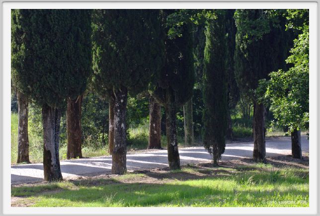 tenuta_di_arceno182