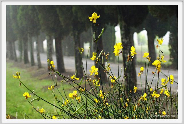 tenuta_di_arceno090