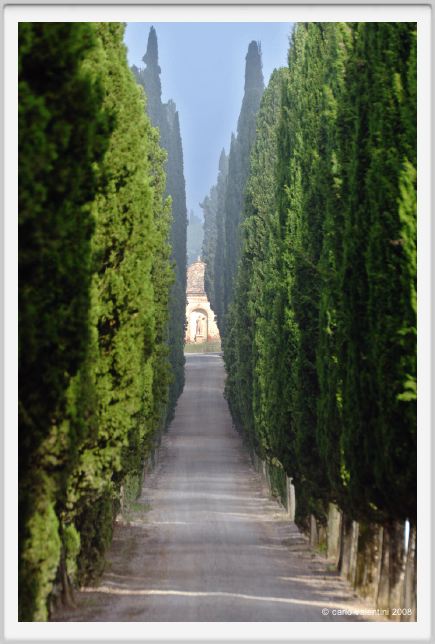 tenuta_di_arceno187