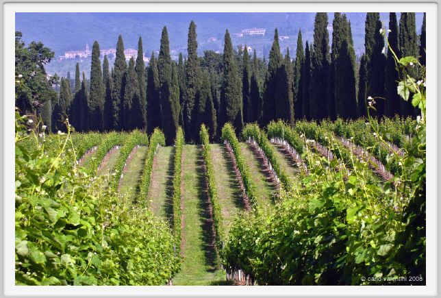 tenuta_di_arceno188