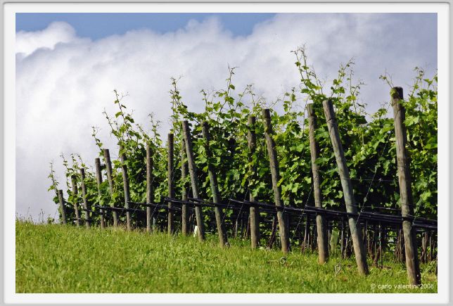 tenuta_di_arceno189