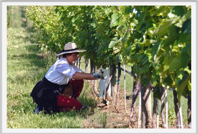 tenuta_di_arceno190