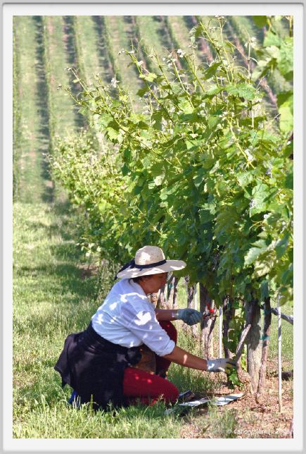 tenuta_di_arceno191