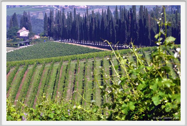 tenuta_di_arceno192