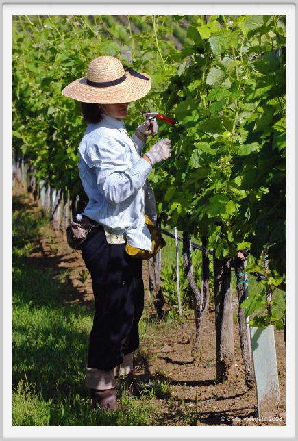 tenuta_di_arceno193