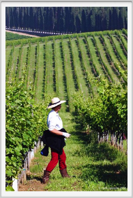tenuta_di_arceno196