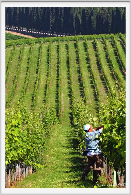 tenuta_di_arceno197