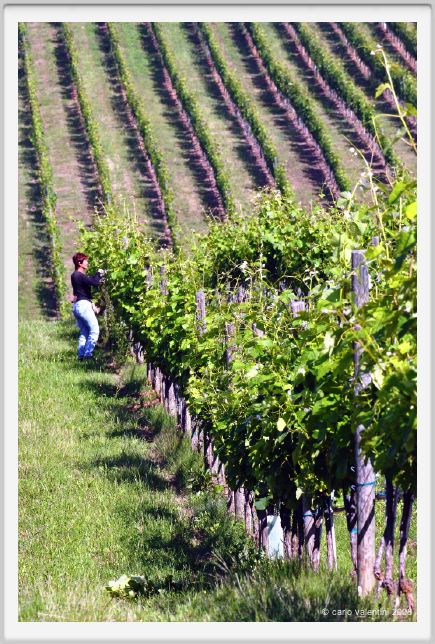 tenuta_di_arceno199
