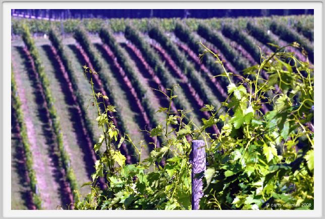 tenuta_di_arceno200