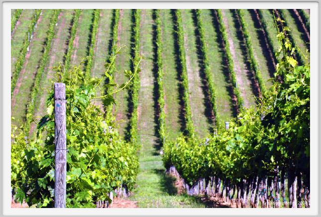 tenuta_di_arceno201