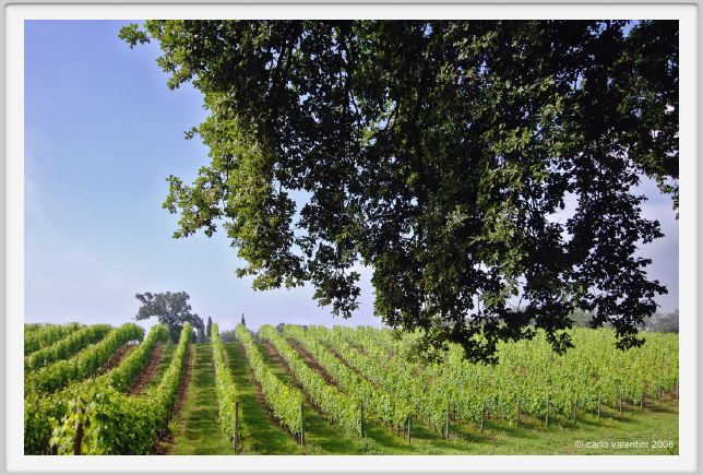 tenuta_di_arceno204
