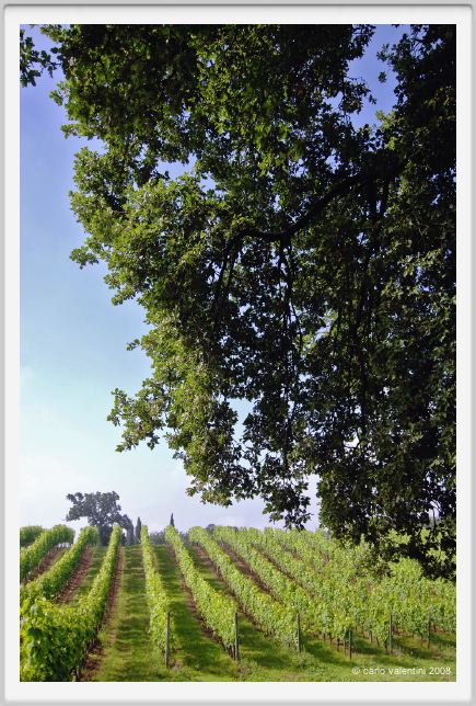 tenuta_di_arceno205