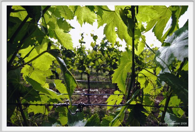 tenuta_di_arceno206