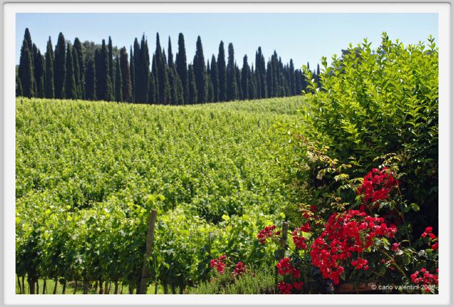 tenuta_di_arceno209