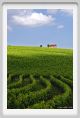 tenuta_di_arceno212