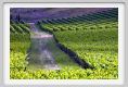 tenuta_di_arceno217