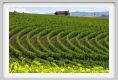 tenuta_di_arceno218