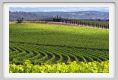 tenuta_di_arceno219