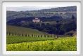 tenuta_di_arceno220