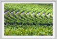 tenuta_di_arceno221