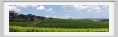 tenuta_di_arceno222