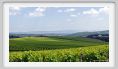 tenuta_di_arceno223