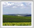 tenuta_di_arceno224