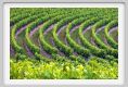 tenuta_di_arceno225