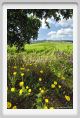 tenuta_di_arceno229