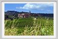 tenuta_di_arceno230