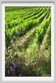tenuta_di_arceno232