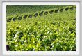 tenuta_di_arceno233