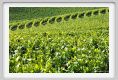 tenuta_di_arceno234