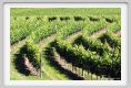 tenuta_di_arceno237