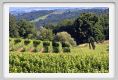 tenuta_di_arceno238